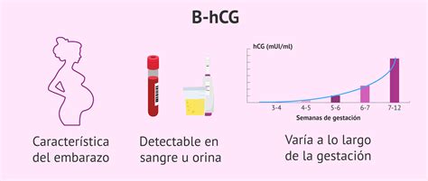 beta hcg notredame